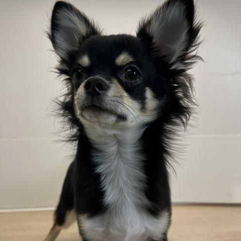 石川県のチワワ(ロング) (ペットアミ 津幡店/2025年3月22日生まれ/男の子/ブラックホワイト)の子犬の4枚目の画像