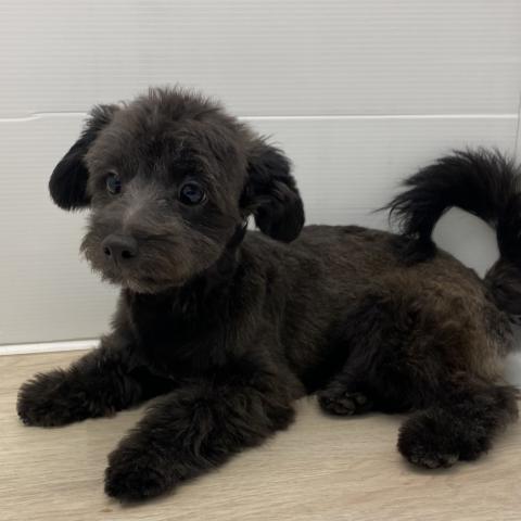 MIXチワワ×トイプードル