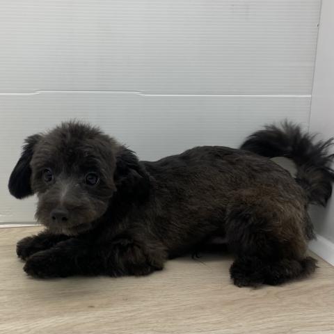 石川県のチワプー/プーチー(チワワ×プードル) (ペットアミ 津幡店/2025年4月26日生まれ/男の子/ブラック)の子犬の2枚目の画像