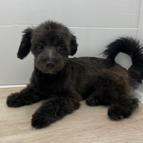 石川県のチワプー/プーチー(チワワ×プードル) (ペットアミ 津幡店/2025年4月26日生まれ/男の子/ブラック)の子犬の3枚目の画像