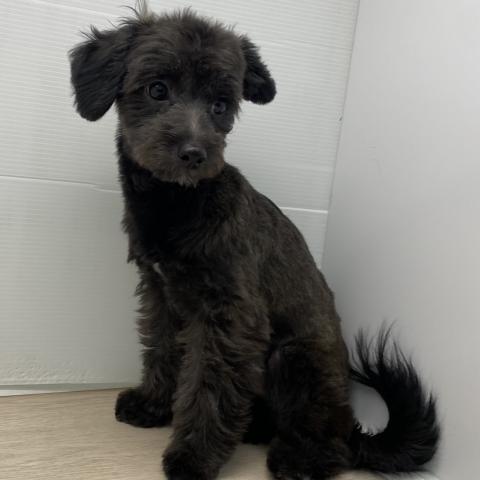 石川県のチワプー/プーチー(チワワ×プードル) (ペットアミ 津幡店/2025年4月26日生まれ/男の子/ブラック)の子犬の4枚目の画像