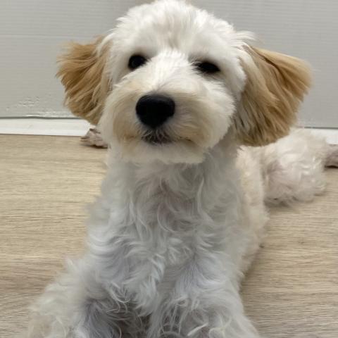 石川県のマルプー(マルチーズ×プードル) (ペットアミ 津幡店/2025年4月25日生まれ/男の子/アプリコット)の子犬の3枚目の画像