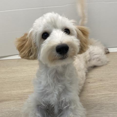 石川県のマルプー(マルチーズ×プードル) (ペットアミ 津幡店/2025年4月25日生まれ/男の子/アプリコット)の子犬の4枚目の画像