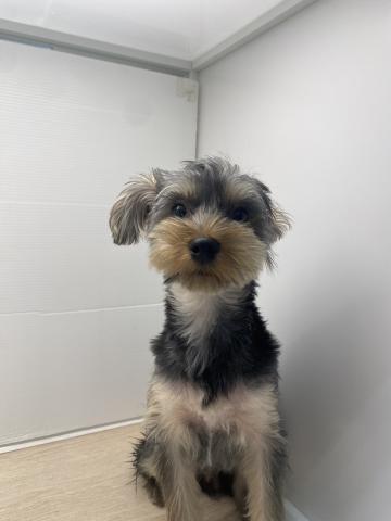 石川県のヨークシャーテリア (ペットアミ 津幡店/2025年3月21日生まれ/男の子/スチールブルータン)の子犬の2枚目の画像