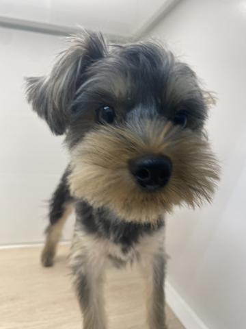 石川県のヨークシャーテリア (ペットアミ 津幡店/2025年3月21日生まれ/男の子/スチールブルータン)の子犬の3枚目の画像