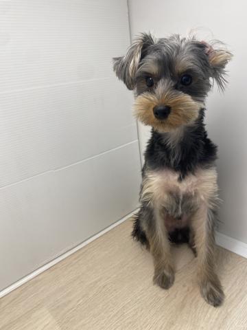 石川県のヨークシャーテリア (ペットアミ 津幡店/2025年3月21日生まれ/男の子/スチールブルータン)の子犬の4枚目の画像