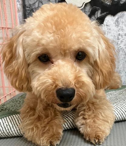 石川県のトイプードル(トイ) (ペットアミ 津幡店/2025年2月21日生まれ/男の子/レッド)の子犬の2枚目の画像