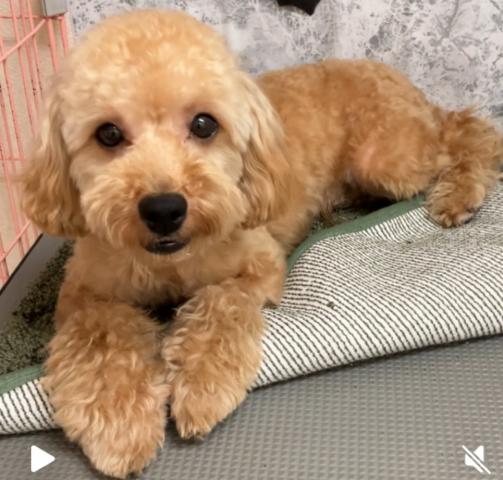 石川県のトイプードル(トイ) (ペットアミ 津幡店/2025年2月21日生まれ/男の子/レッド)の子犬の3枚目の画像