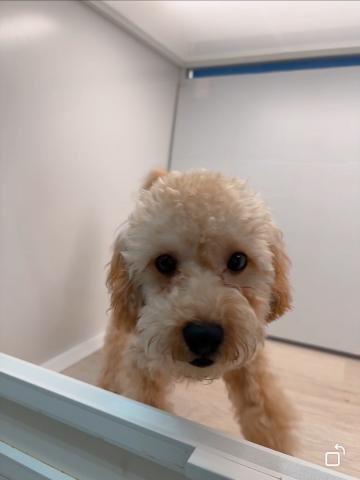 石川県のトイプードル(トイ) (ペットアミ 津幡店/2025年2月21日生まれ/男の子/レッド)の子犬の4枚目の画像