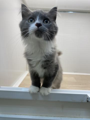 石川県のラガマフィン (ペットアミ 津幡店/2025年7月12日生まれ/男の子/ブルーホワイト)の子猫の3枚目の画像