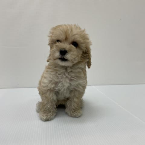 新潟県のマルプー(マルチーズ×プードル) (ペットアミ 新発田店/2025年8月16日生まれ/男の子/アプリコット)の子犬の1枚目の画像