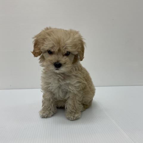新潟県のマルプー(マルチーズ×プードル) (ペットアミ 新発田店/2025年8月16日生まれ/男の子/アプリコット)の子犬の4枚目の画像