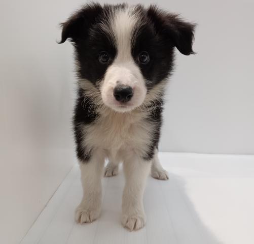 ボーダーコリー子犬