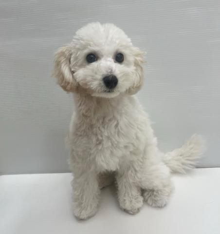 和歌山県のビションプー(ビションフリーゼ×プードル) (ペットアミ 岩出店/2025年6月13日生まれ/男の子/クリーム)の子犬の1枚目の画像