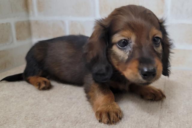 秋田県のミニチュアダックスフンド(ロング) (ペットアミ 大曲店/2025年7月4日生まれ/女の子/レッド)の子犬の4枚目の画像