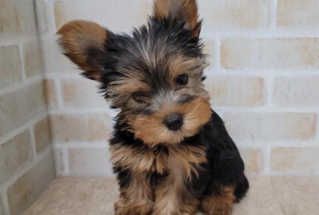 ヨークシャーテリア