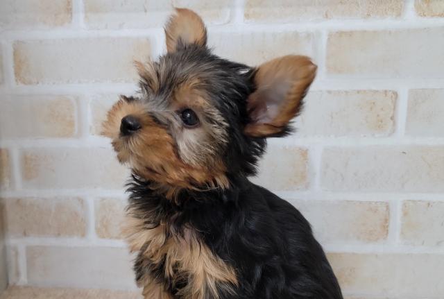 秋田県のヨークシャーテリア (ペットアミ 大曲店/2025年7月4日生まれ/女の子/スチールブルータン)の子犬の2枚目の画像