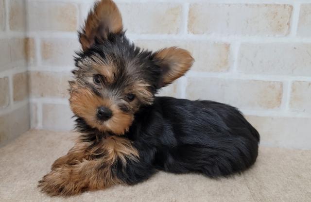 秋田県のヨークシャーテリア (ペットアミ 大曲店/2025年7月4日生まれ/女の子/スチールブルータン)の子犬の3枚目の画像