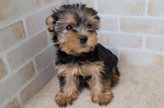 秋田県のヨークシャーテリア (ペットアミ 大曲店/2025年7月4日生まれ/女の子/スチールブルータン)の子犬の4枚目の画像