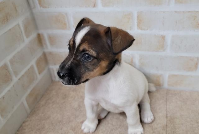 ジャックラッセルテリア