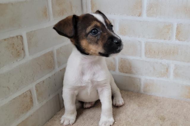 秋田県のジャックラッセルテリア (ペットアミ 大曲店/2025年7月4日生まれ/女の子/ホワイトタン)の子犬の2枚目の画像