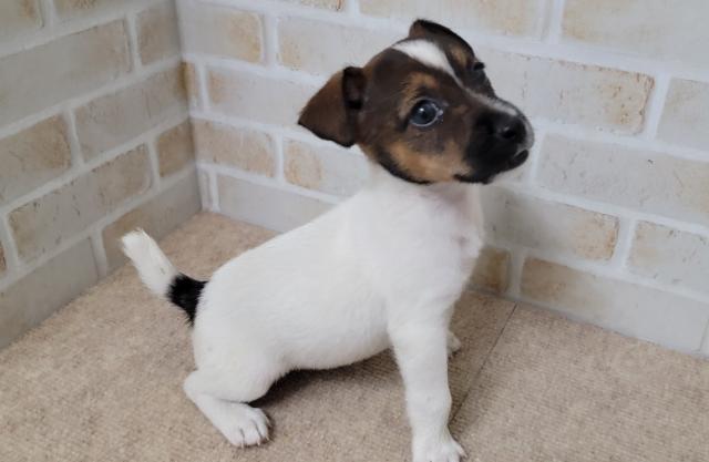 秋田県のジャックラッセルテリア (ペットアミ 大曲店/2025年7月4日生まれ/女の子/ホワイトタン)の子犬の3枚目の画像