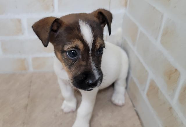 秋田県のジャックラッセルテリア (ペットアミ 大曲店/2025年7月4日生まれ/女の子/ホワイトタン)の子犬の4枚目の画像