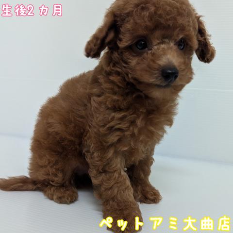 秋田県のトイプードル(トイ) (ペットアミ 大曲店/2025年7月4日生まれ/男の子/レッドセーブル&ホワイト)の子犬の2枚目の画像