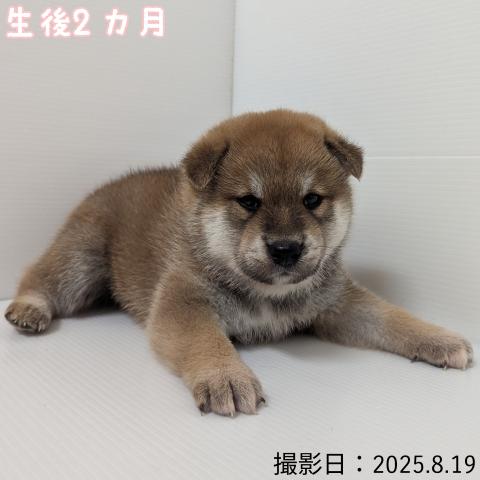 秋田県の柴犬(標準サイズ) (ペットアミ 大曲店/2025年6月21日生まれ/男の子/赤)の子犬の2枚目の画像
