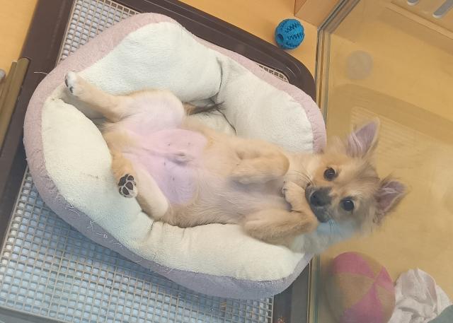 新潟県のハーフ犬・ミックス犬 (ペットアミ 六日町店/2025年6月28日生まれ/男の子/その他（ウルフセーブル風）)の子犬の4枚目の画像