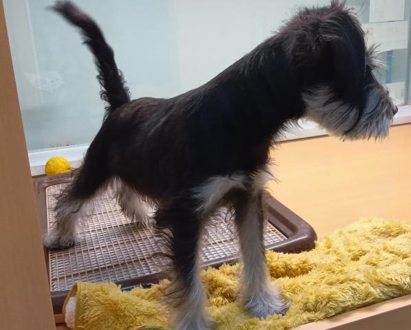 新潟県のミニチュアシュナウザー (ペットアミ 六日町店/2025年7月12日生まれ/男の子/ブラックシルバー)の子犬の3枚目の画像
