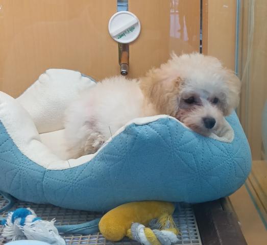 新潟県のトイプードル(トイ) (ペットアミ 六日町店/2025年8月1日生まれ/男の子/ペールフォーン)の子犬の2枚目の画像