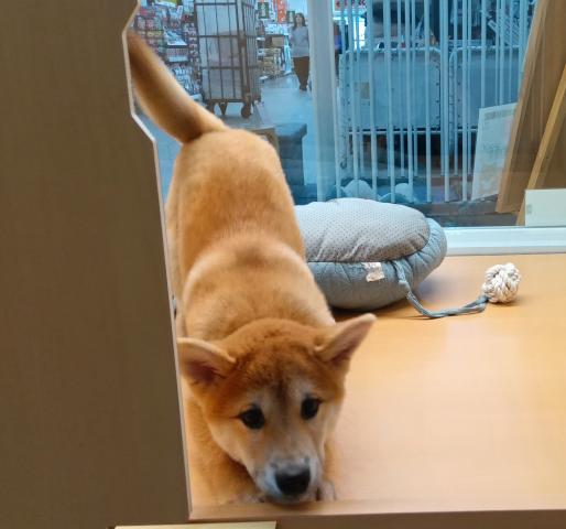 新潟県の柴犬(標準サイズ) (ペットアミ 六日町店/2025年7月4日生まれ/男の子/赤)の子犬の1枚目の画像