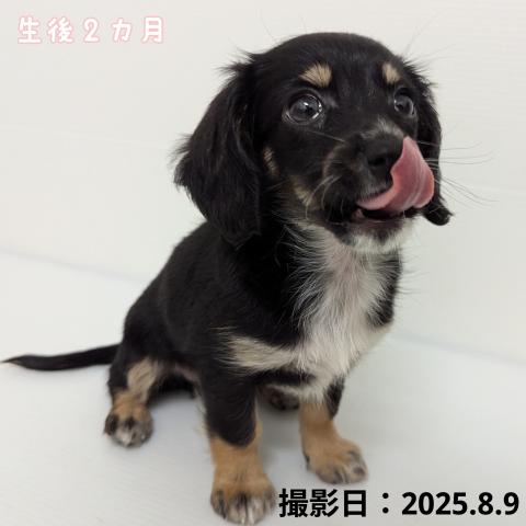 秋田県のチワックス(チワワ×ダックス) (ペットアミ 大曲店/2025年6月7日生まれ/女の子/ブラックタン)の子犬の2枚目の画像