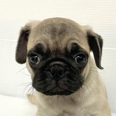 パグブラックタン&ホワイト