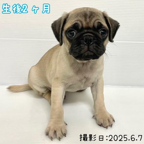 秋田県のパグブラックタン&ホワイト (ペットアミ 大曲店/2025年4月4日生まれ/男の子/フォーンブラックタン&ホワイト)の子犬の2枚目の画像