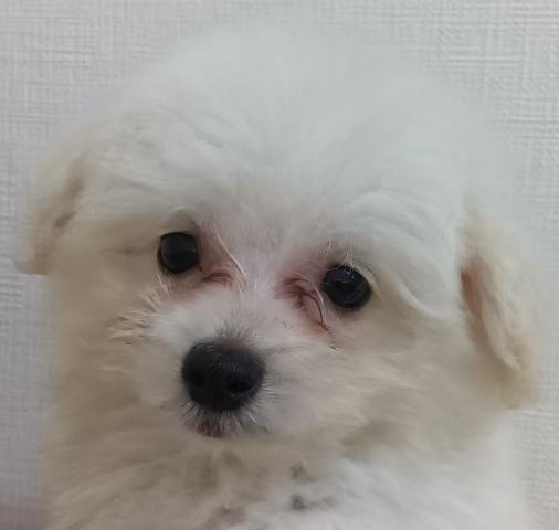 新潟県のポメプー(ポメラニアン×プードル) (ペットアミ 六日町店/2025年7月6日生まれ/男の子/クリーム)の子犬の1枚目の画像