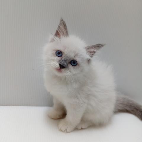 岩手県のラグドール (ペットアミ 花巻店/2025年5月23日生まれ/女の子/ブルーポイントバイカラー)の子猫