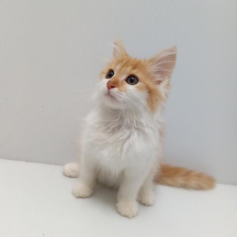 岩手県のノルウェージャンフォレストキャット (ペットアミ 花巻店/2025年4月27日生まれ/男の子/レッドタビーホワイト)の子猫