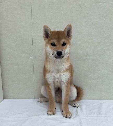 富山県の柴犬(標準サイズ) (ペットアミ宮野店/2025年7月13日生まれ/男の子/赤)の子犬の2枚目の画像