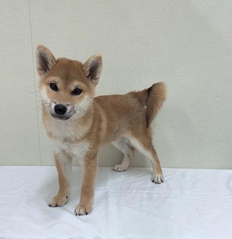 富山県の柴犬(標準サイズ) (ペットアミ宮野店/2025年7月13日生まれ/男の子/赤)の子犬の3枚目の画像