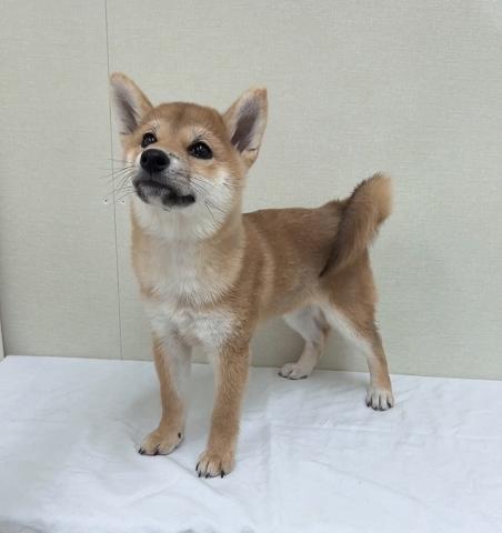 富山県の柴犬(標準サイズ) (ペットアミ宮野店/2025年7月13日生まれ/男の子/赤)の子犬の4枚目の画像