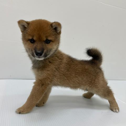 新潟県の柴犬(標準サイズ) (ペットアミ 新発田店/2025年8月9日生まれ/男の子/赤)の子犬の4枚目の画像