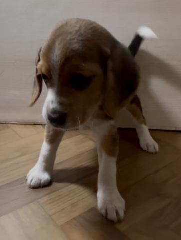 和歌山県のビーグル (ペットアミ 和歌山インター店/2025年8月23日生まれ/女の子/ブラックホワイトタン)の子犬の1枚目の画像