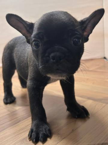 和歌山県のフレンチブルドッグ (ペットアミ 和歌山インター店/2025年8月9日生まれ/男の子/ブリンドル)の子犬の1枚目の画像