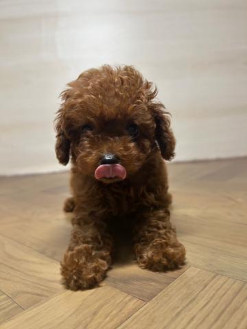 和歌山県のトイプードル(トイ) (ペットアミ 和歌山インター店/2025年7月26日生まれ/男の子/レッド)の子犬の1枚目の画像