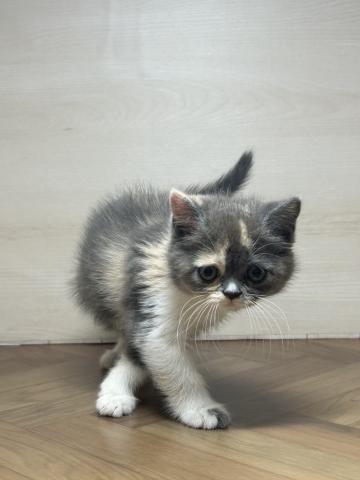 和歌山県のスコティッシュフォールド (ペットアミ 和歌山インター店/2025年6月14日生まれ/女の子/ダイリュートキャリコ)の子猫の2枚目の画像