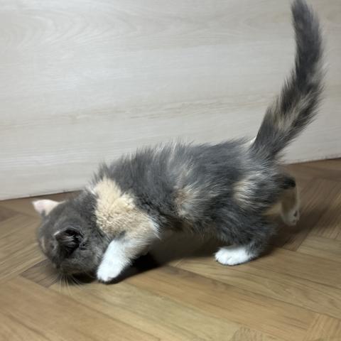 和歌山県のスコティッシュフォールド (ペットアミ 和歌山インター店/2025年6月14日生まれ/女の子/ダイリュートキャリコ)の子猫の3枚目の画像