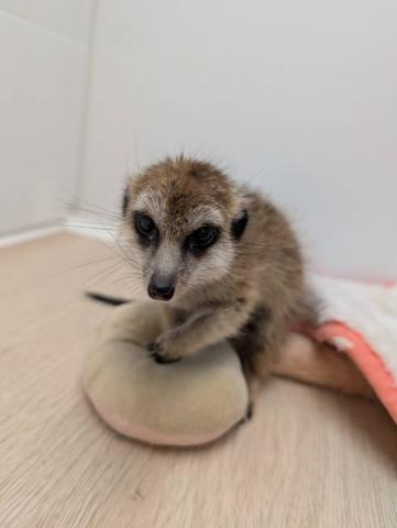 ミーアキャット