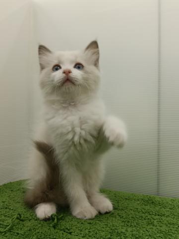 秋田県のラグドール (ペットアミ 本荘インター店/2025年8月28日生まれ/女の子/ブルーポイントバイカラー)の子猫の3枚目の画像